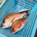 호반낚시 | 서해가볼만한곳 당진 서산 고려호 좌대 낚시 쇼핑몰 낚시대 없이 이용 가능 물때표