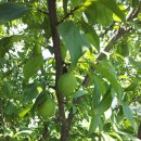 용남농장 이미지