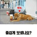 마소농장 이미지