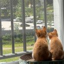 한결같은 동물병원 | [경산] 한결같은 동물병원 / 경산 하양 고양이 중성화 후기 및 비용