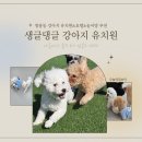 댕글댕글유치원 | 천안 쌍용동 강아지 유치원 호텔 놀이방 &#39;생글댕글 강아지 유치원&#39; 후기