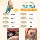 펫츄츄 | 강아지바르는치약으로 입냄새, 치석까지 싹! 마이펫닥터 츄츄치약 후기