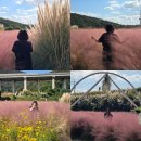 기장군농업기술센터 | 부산 기장 광산마을 핑크뮬리 명소 주차 위치 데이트 후기