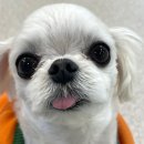 마음 유치원 | 광주애견유치원 보내고 마음이 한결 놓인 후기