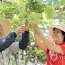 이미개 농장 이미지