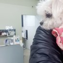 디디동물병원