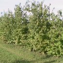 동양농장 이미지