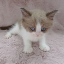 강남고양이분양 러브앤캣 이미지