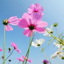 코스모스 이미지