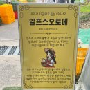 가을에 아이와 가기 좋은 곳, 미니사과 따기 체험도 하고 다양한 놀이거리가 있는 포천 사과깡패