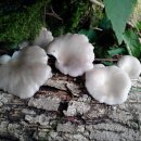 하얀버섯 이미지