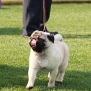 스카이 애견 이미지