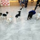 니나펫카페 네이버블로그