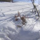 흰 눈이 쌓인 겨울, 나무 그림자 사이로 하루는..... 이미지