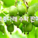 토종다래수확 판매 이미지