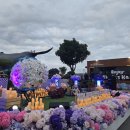 팀컴퍼니 | 장생포 수국축제 캔들라이트 콘서트 '수국야곡: 밤의 녹턴' 공연 후기 | 부산재즈팀섭외 아라페트컴퍼니