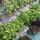 부여농부의집 이미지