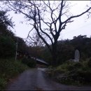 멍쿠실낭 이미지