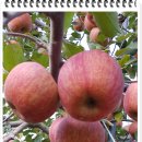 김정기농장 이미지