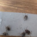 음식점 바퀴벌레 ,개미, 쥐, 3총사박멸 성공 사례 ~~대구방역업체