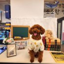 비어마이독 이미지