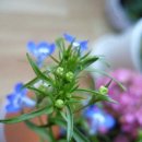 로벨리아 이미지