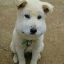 한국병원 | 청주한국병원 매복사랑니 발치 후기 (겁쟁이를 곁들인,,)