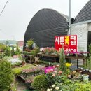 샤론  꽃  화원 이미지
