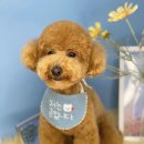 강남펫살롱 이미지