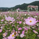 수월효소 영농조합법인 | [추석 연휴 가을여행] 경남 하동 북천 코스모스 메밀꽃축제 실시간 후기 국내 가볼만한곳 BEST!