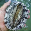 착한전복 | 완도 활 전복 1kg 꼬마전복 선물세트 찐후기