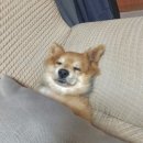 보라세탁소 | [204화] 마치 내가 물속에 있는 것처럼