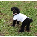 앤드퍼피 이미지