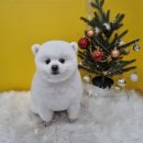 얼렁오시개 이미지