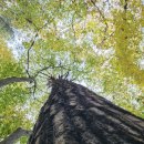 강릉바우길 2구간(대관령 옛길) 이미지