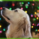 라비동물병원 이미지