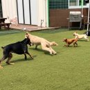 썸바디 독스 이미지