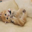 왕발고양이