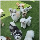 도기야드 이미지