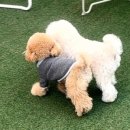 킨더퍼피 이미지