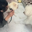 강아지미용실 | [나나애견미용실 후기] 강아지 미용은 여기서만 해요! (위치/가격/스타일 상세후기)