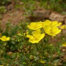 아침이슬 이미지