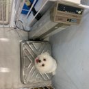 부산 애견 운동장 놀이터 실내라 안전한 1살 우유 후기