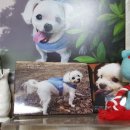 러블리독 이미지