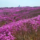 제 153차 대구 달성군 비슬산 참꽃 이미지