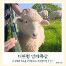 대관령 숨이 탁 코스 | 강원도여행 필수코스 대관령 양떼목장
