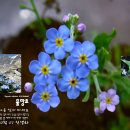 물망초 이미지
