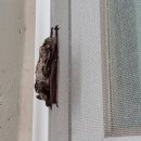 인천광역시 야생동물구조관리센터 이미지