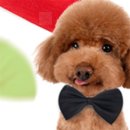 이모네 강아지 이미지