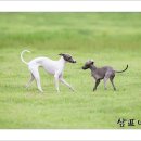 샴프네집 이미지